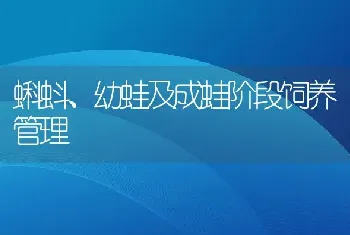 蝌蚪、幼蛙及成蛙阶段饲养管理