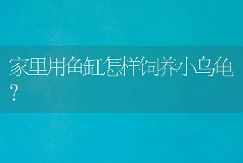 家里用鱼缸怎样饲养小乌龟？