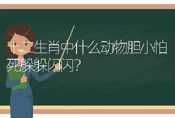 十二生肖中什么动物胆小怕死躲躲闪闪？