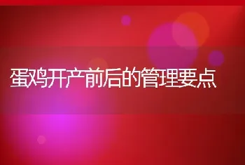 蛋鸡开产前后的管理要点