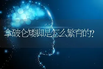 拿破仑矮脚是怎么繁育的？