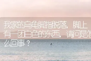 我家的乌龟脚指脱落，脚上有一团白色的东西，请问是怎么回事？