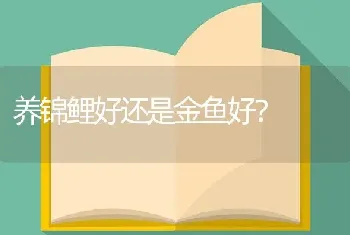 养锦鲤好还是金鱼好？