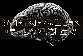 猫咪眼睛被眼屎糊住是怎么回事，怎么改善这种症状？