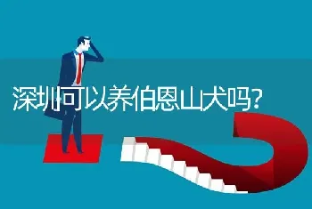 深圳可以养伯恩山犬吗？