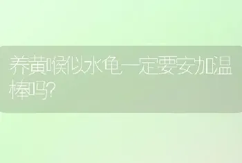 养黄喉似水龟一定要安加温棒吗？