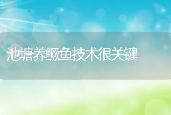 池塘养鳜鱼技术很关键