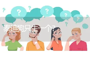 泰迪狗只生一个？