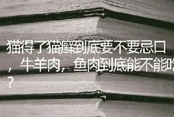 猫得了猫癣到底要不要忌口，牛羊肉，鱼肉到底能不能吃？