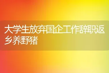 大学生放弃国企工作辞职返乡养野猪