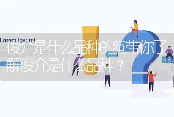 俊介是什么品种的狗带你了解俊介是什么品种？