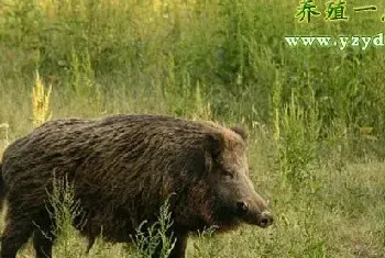 种野猪的选择和管理