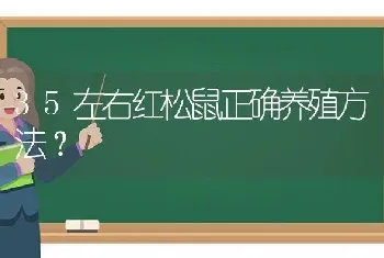 35左右红松鼠正确养殖方法？