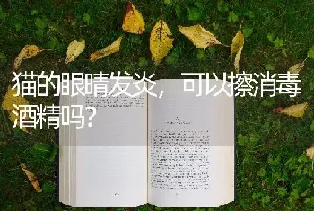 猫的眼晴发炎，可以擦消毒酒精吗？