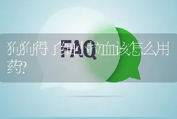 狗狗得了细小拉血该怎么用药？