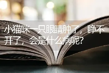 小猫咪一只眼睛肿了，睁不开了，会是什么病呢？