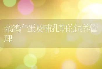 亲鸽产蛋及哺乳期的饲养管理