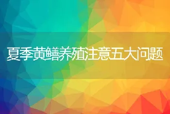 夏季黄鳝养殖注意五大问题