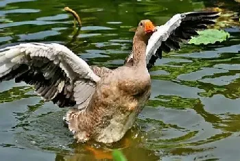 鸭子软脚病怎么治 鸭子软脚病怎么预防