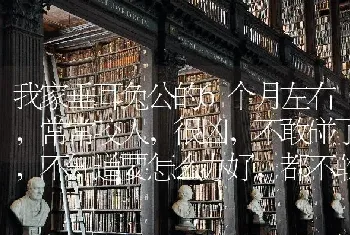 我家垂耳兔公的6个月左右，常常咬人，很凶，不敢碰了，不知道要怎么办好，都不敢去碰它，难过？