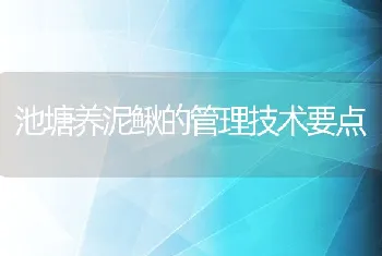 池塘养泥鳅的管理技术要点