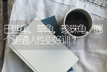 巴西龟，草龟，珍珠龟，哪个更通人性更好训？