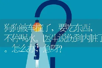 狗狗被车撞了，要吃东西，不停喝水。医生说伤到内脏了。怎么办，急呀？