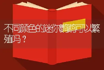 不同颜色的迷你鹦鹉可以繁殖吗？