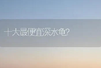 十大最便宜深水龟？