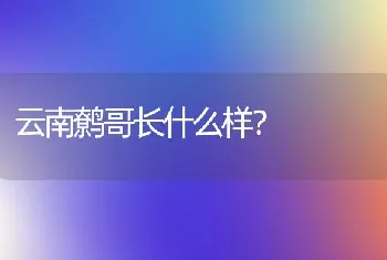 云南鹩哥长什么样？