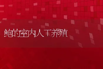 鲍的室内人工养殖