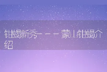 钳蝎新秀---蒙山钳蝎介绍