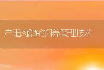 产蛋肉鸽的饲养管理技术