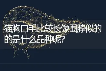 猫胸口毛比较长像围脖似的的是什么品种呢？