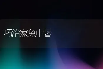 巧治家兔中暑