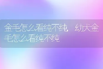 金毛怎么看纯不纯，幼犬金毛怎么看纯不纯