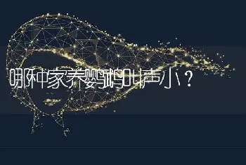 三个月的比熊怎么修剪？