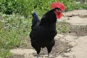 绿壳蛋鸡的饲养技术