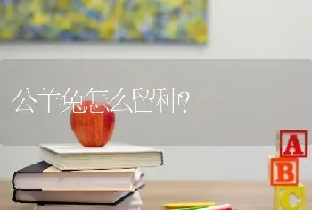 公羊兔怎么留种？