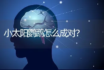 小太阳鹦鹉怎么成对？