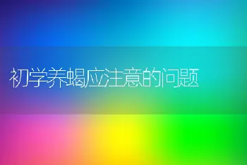 初学养蝎应注意的问题