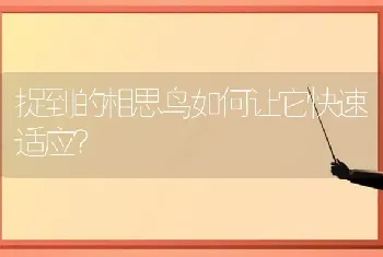 捉到的相思鸟如何让它快速适应？