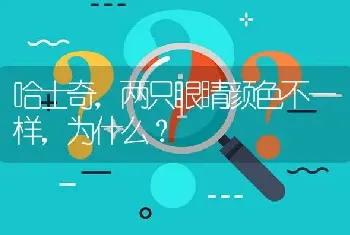 哈士奇，两只眼睛颜色不一样，为什么？