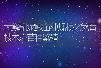 大鳞副泥鳅苗种规模化繁育技术之苗种繁殖