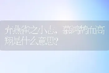 柯基头顶宝石是什么意思？