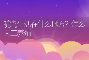 鸵鸟生活在什么地方？怎么人工养殖