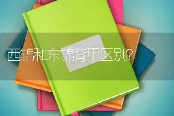 西锦和东锦背甲区别？