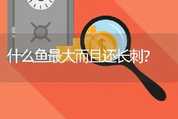 什么鱼最大而且还长刺？