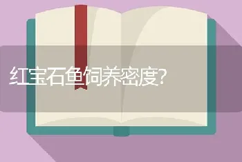 红宝石鱼饲养密度？