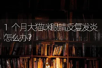 1个月大猫咪眼睛反复发炎怎么办？